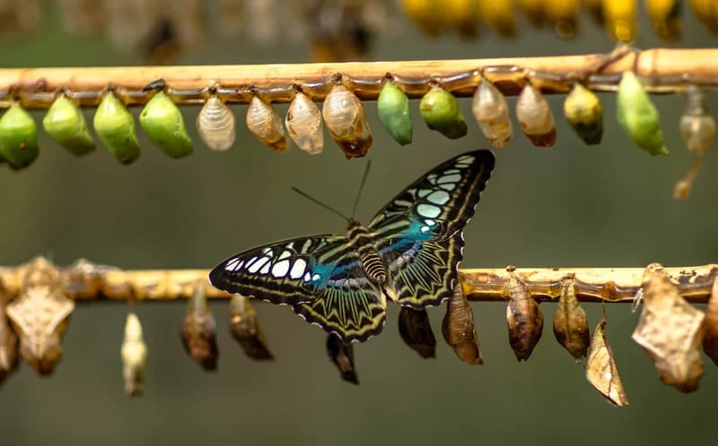 Change into a butterfly Change into a butterfly