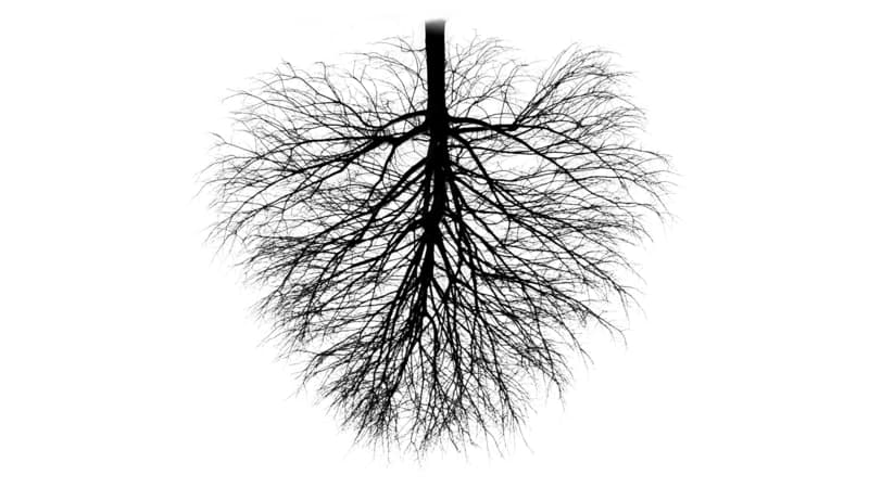 Upside down black and white tree symbolising a decision tree Upside down black and white tree symbolising a decision tree